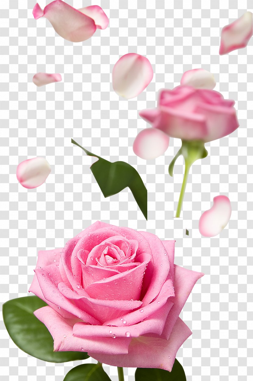 Pink Flower Rose Image Petal - Floristry Transparent PNG