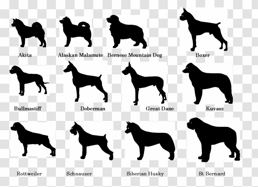 Poodle Dog Breed Royalty-free - Carnivoran - Doberman Transparent PNG