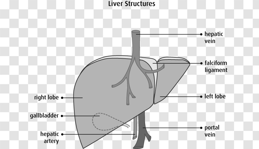 Lobes Of Liver Human Anatomy Gallbladder - Cartoon - Body Muscle Therapy Transparent PNG