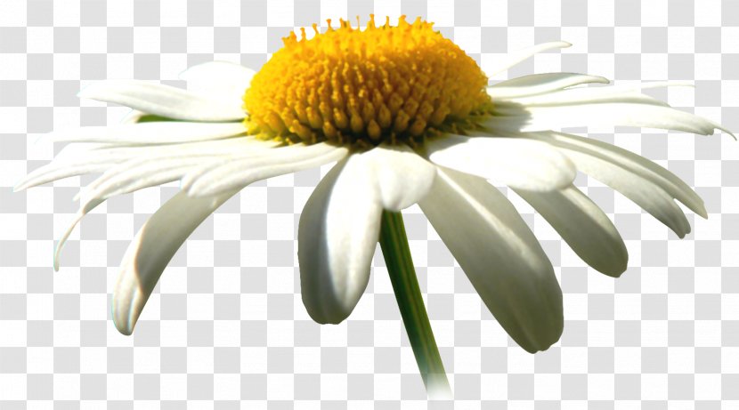 Common Daisy Chamomile Flower Family Clip Art - Oxeye Transparent PNG