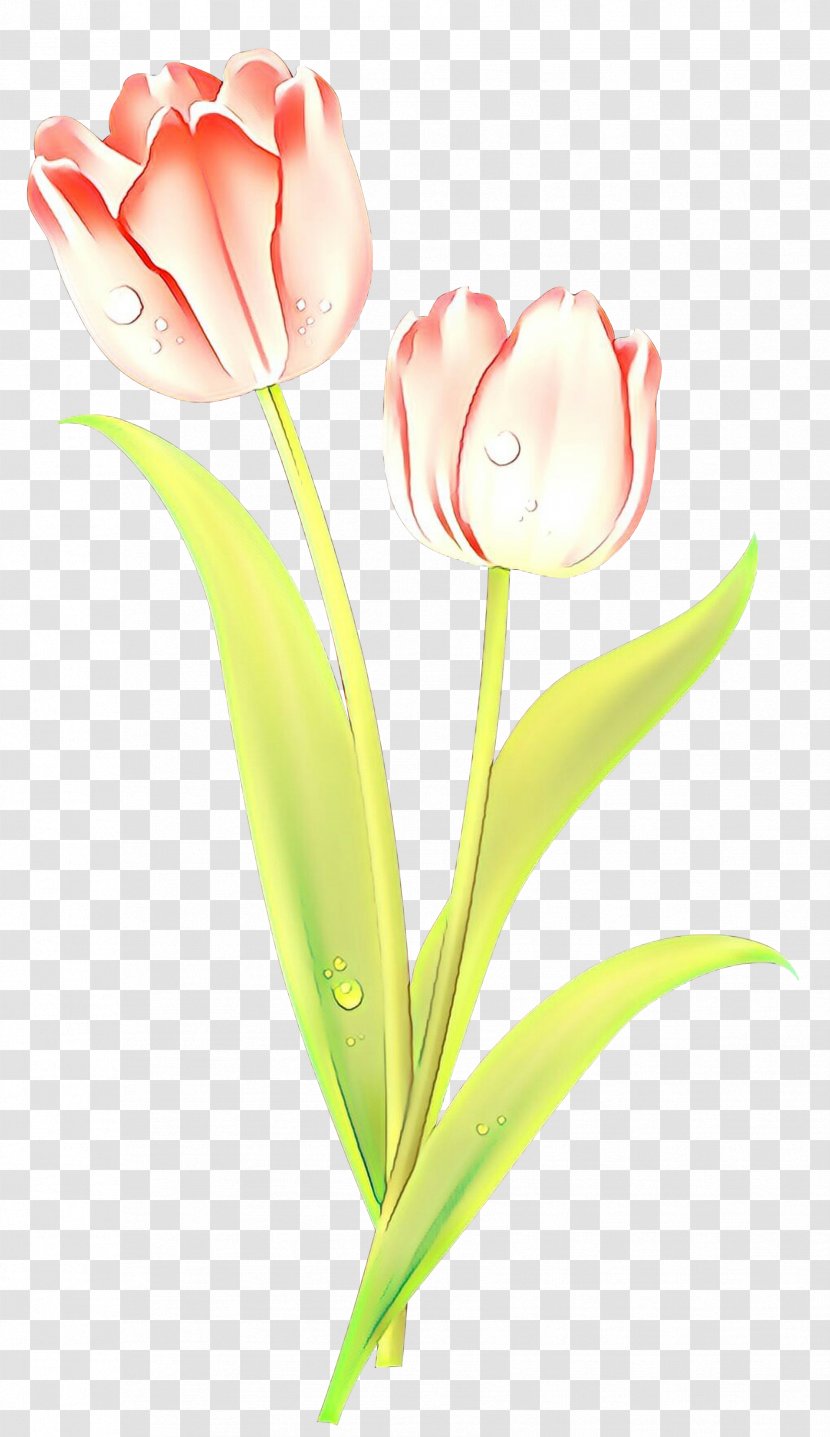 Lily Flower Cartoon - Tulip - Family Pedicel Transparent PNG