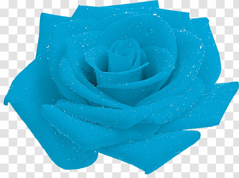 Blue Rose Garden Roses Petal Transparent PNG