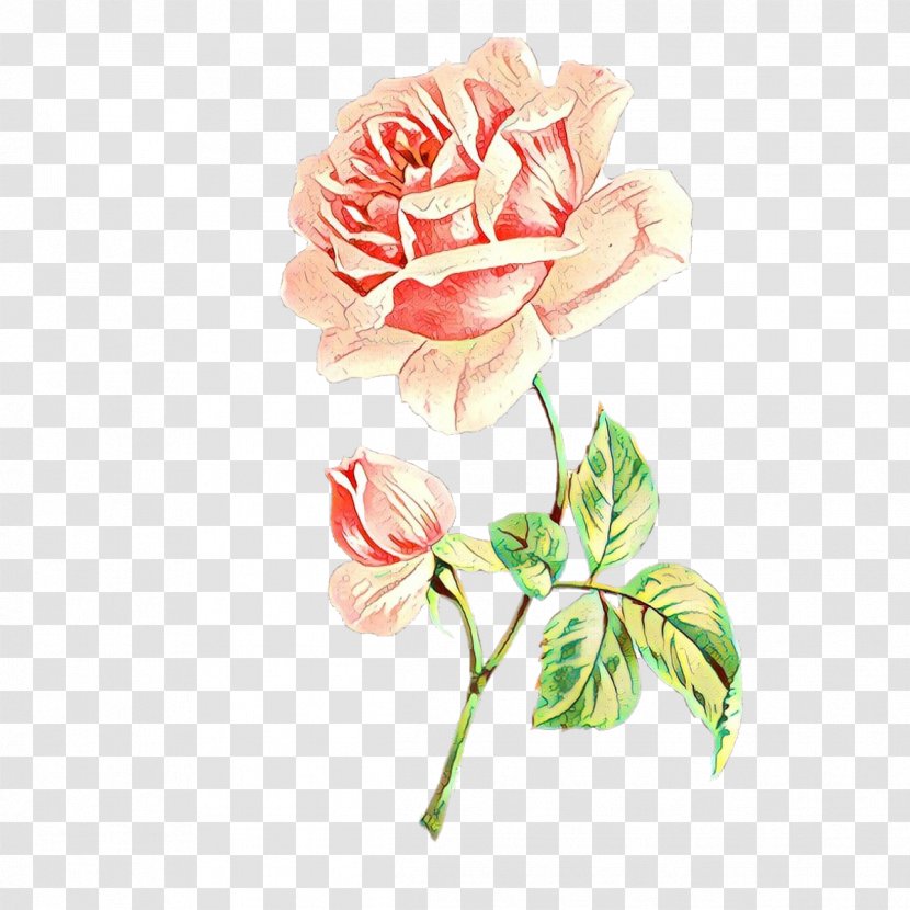 Garden Roses - Flower - Rose Family Petal Transparent PNG