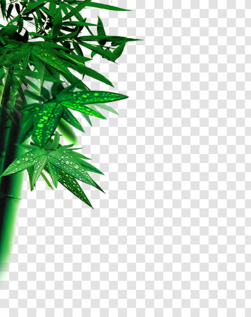 Bamboo Leaf Computer File - Plant Transparent PNG