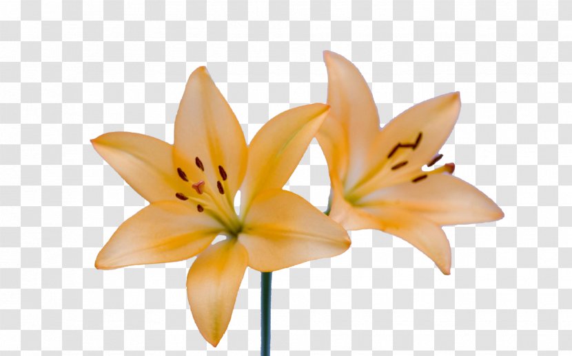 Lilium Flower Plant - Opened On A Yellow Lily Sisters Transparent PNG