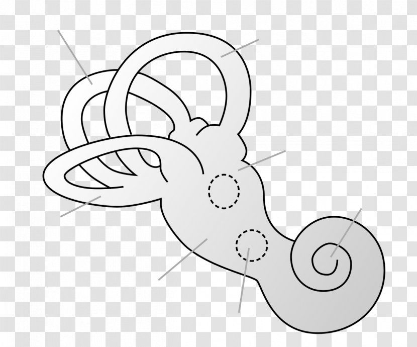 Inner Ear Vestibule Of The Saccule Bony Labyrinth - Silhouette Transparent PNG