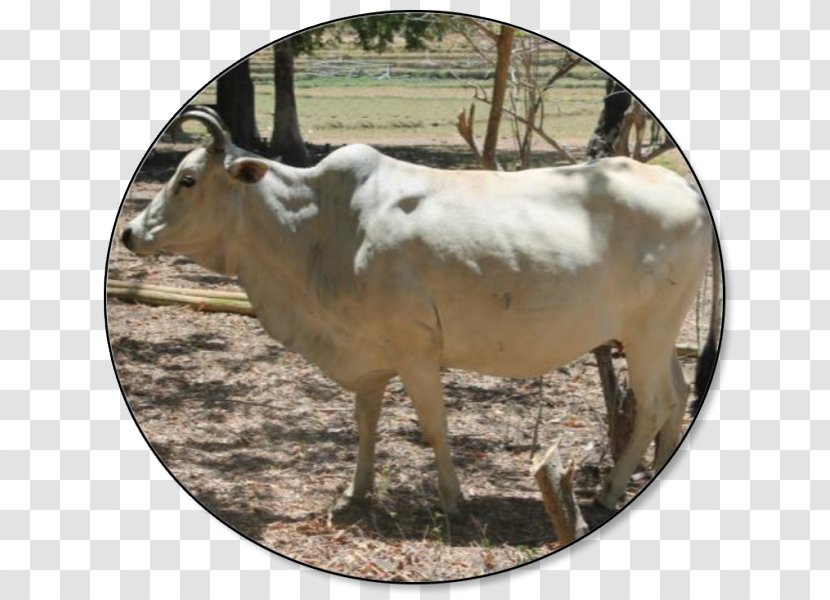 Carabao Philippines Beef Cattle Goat Livestock - Dairy Farming Transparent PNG
