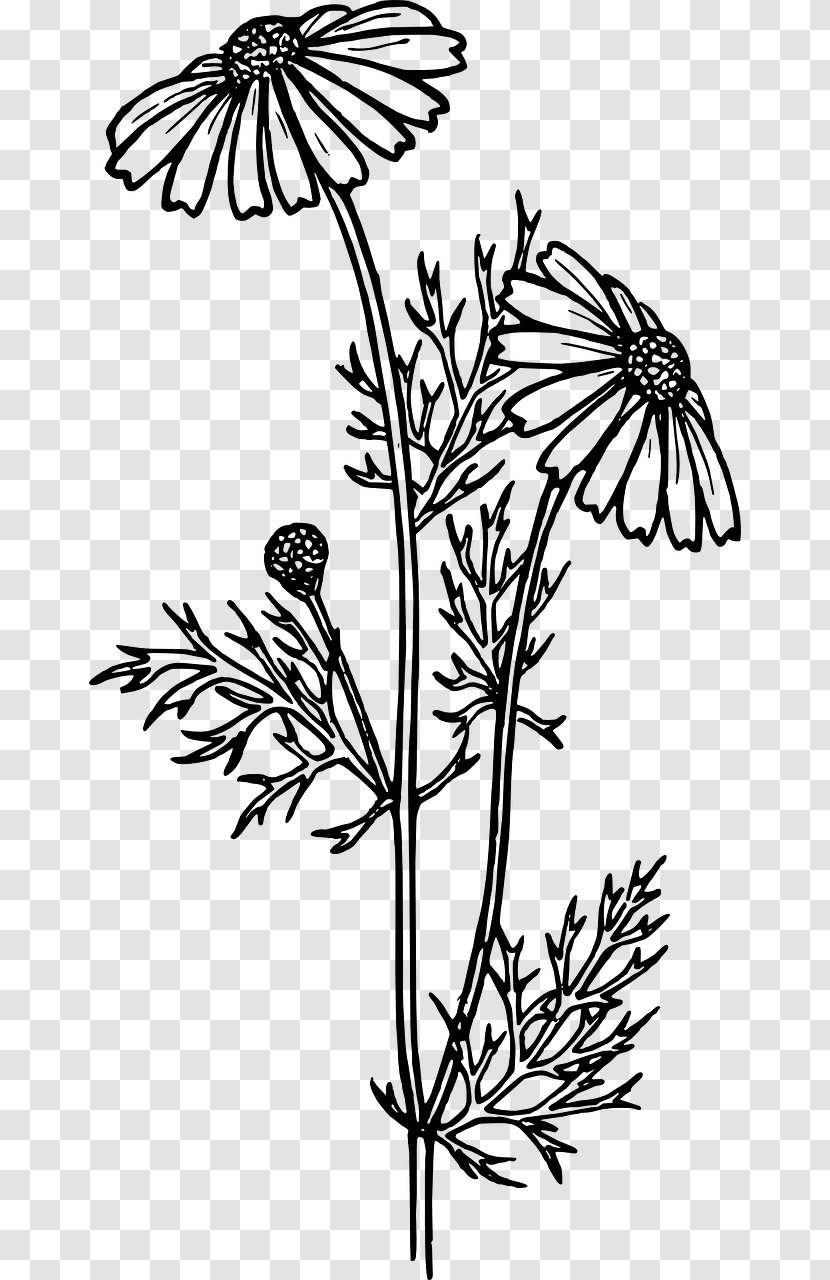 Coloring Book Flower Bouquet Common Daisy Adult - Visual Arts Transparent PNG