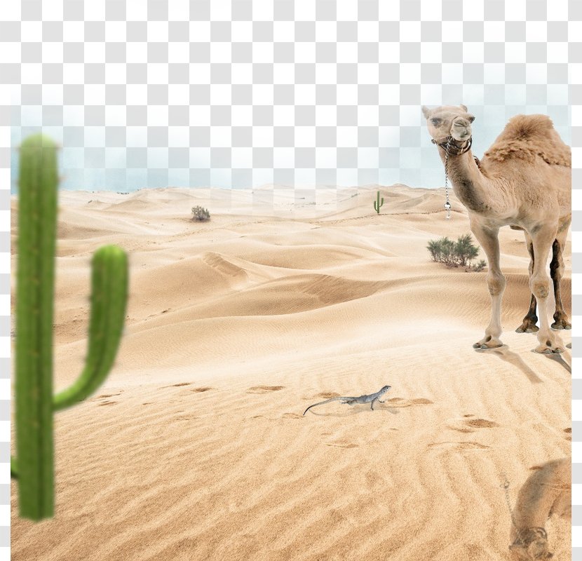 Camel Car Poster - Recreational Vehicle - Desert Transparent PNG