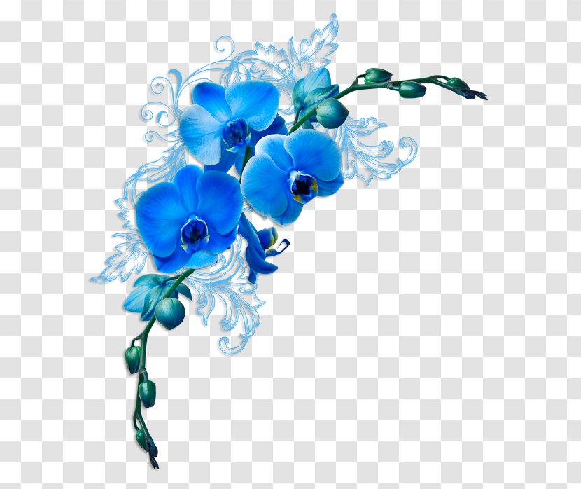 Friendship Morning Love Good - Organism - Cut Flowers Transparent PNG