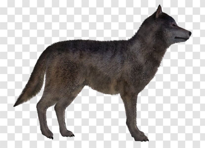 Kunming Wolfdog Snout - Dog Breed - Wildlife Transparent PNG