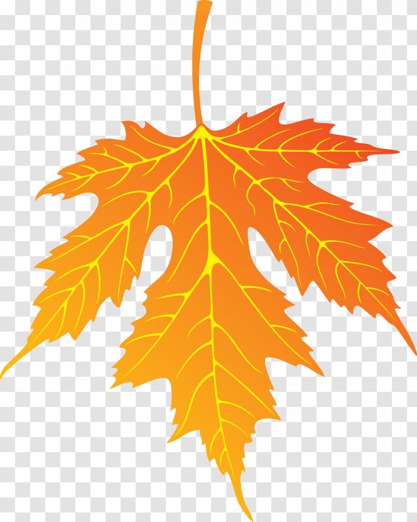 Maple Leaf - Canada - Leaves Transparent PNG