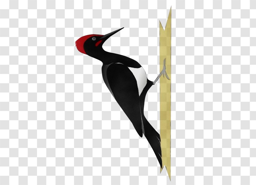 Hummingbird - Bird - Oystercatcher Red Headed Woodpecker Transparent PNG