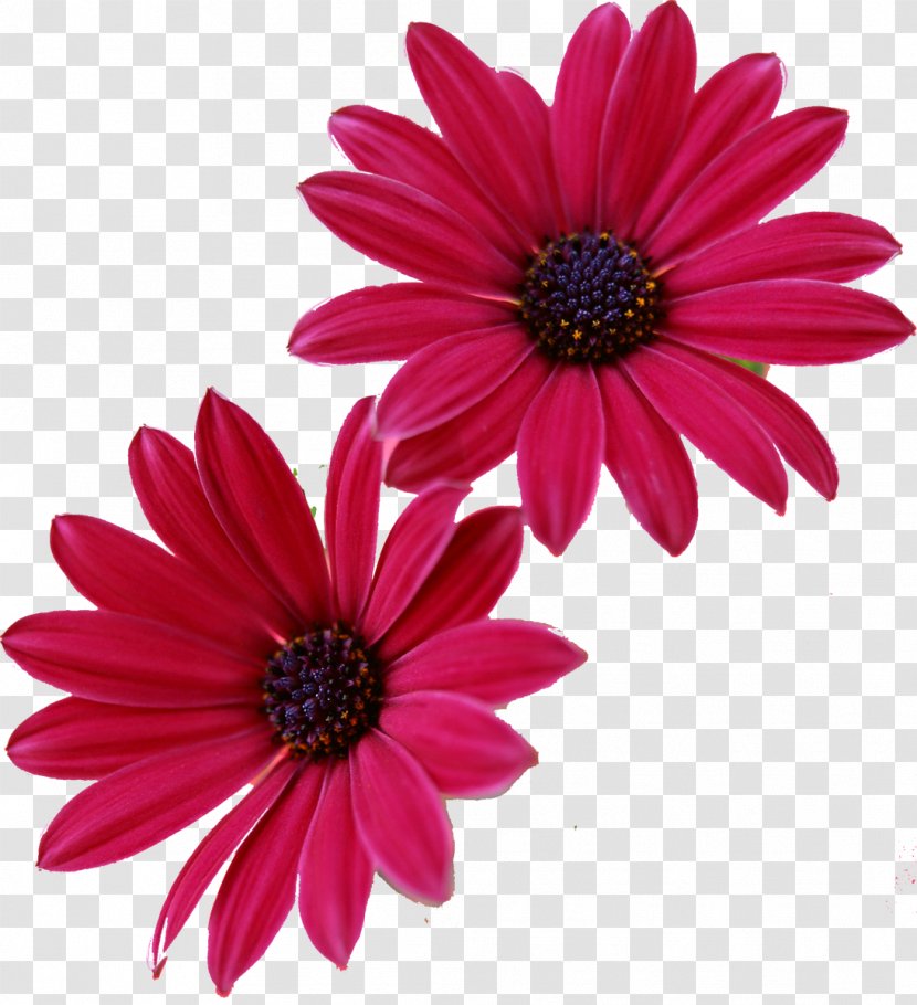 Pink Flowers Gerbera Jamesonii Desktop Wallpaper - Flowering Plant - Camomile Transparent PNG