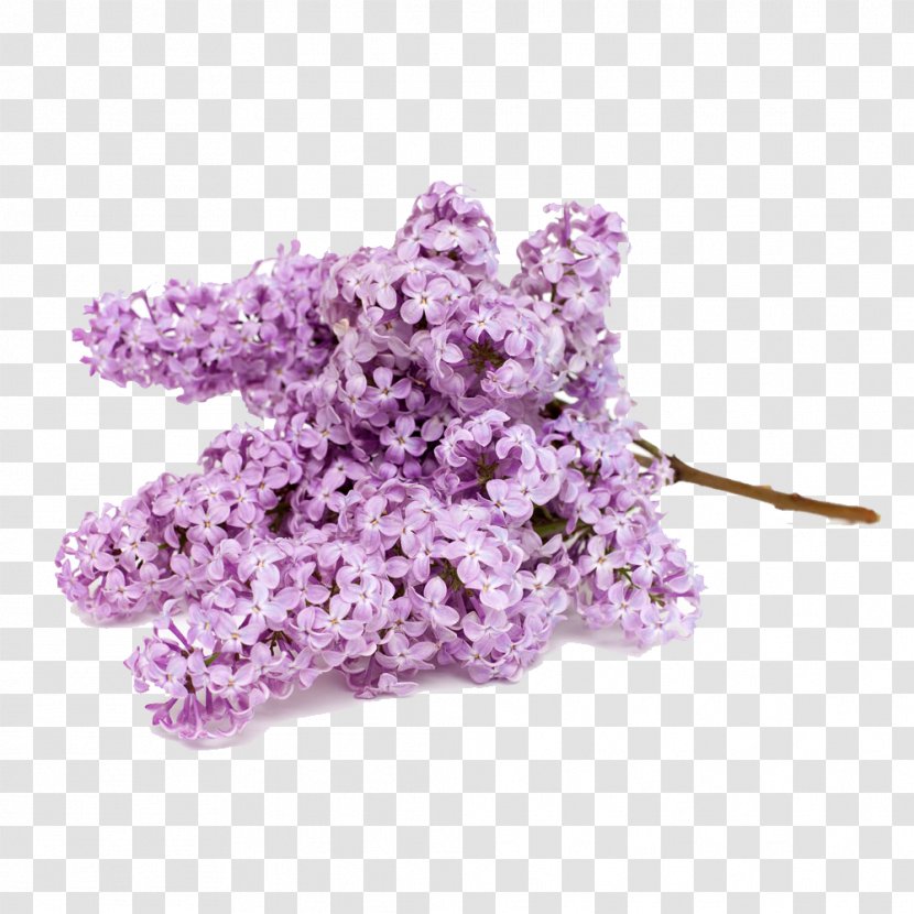 Flower Bouquet Stock.xchng Stock Photography - Lavender - Purple Hyacinth Transparent PNG