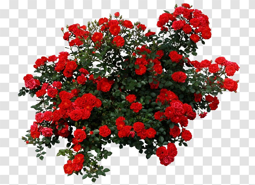 Rose Shrub Flower Clip Art - Red Floral Decoration Pattern Transparent PNG