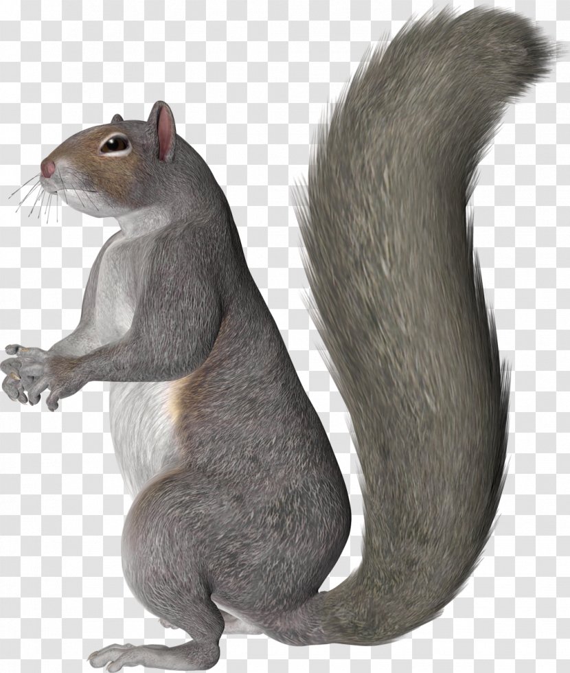 Clip Art Western Gray Squirrel Drawing Animal - Fur - Grey Transparent PNG