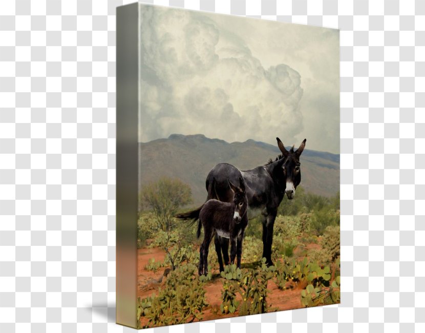 Mule Donkey Horse Burrito Art - Painting Transparent PNG