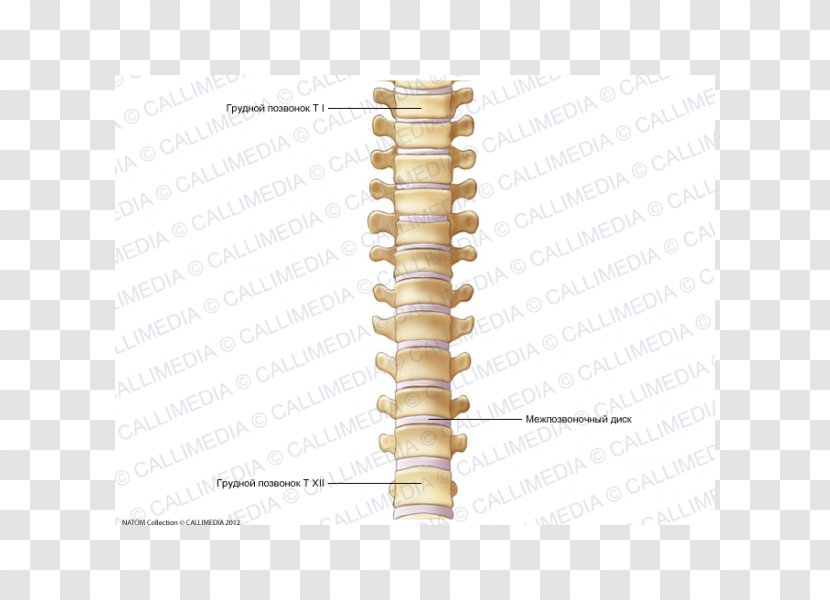 Vertebral Column Thoracic Vertebrae Dorsum Anatomy Bone - Rachis - Skeleton Transparent PNG