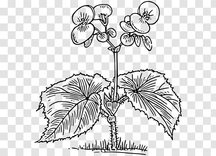 Growing Begonias Coloring Book Tuberous Elatior Begonia - Black And White - Flower Lineart Transparent PNG