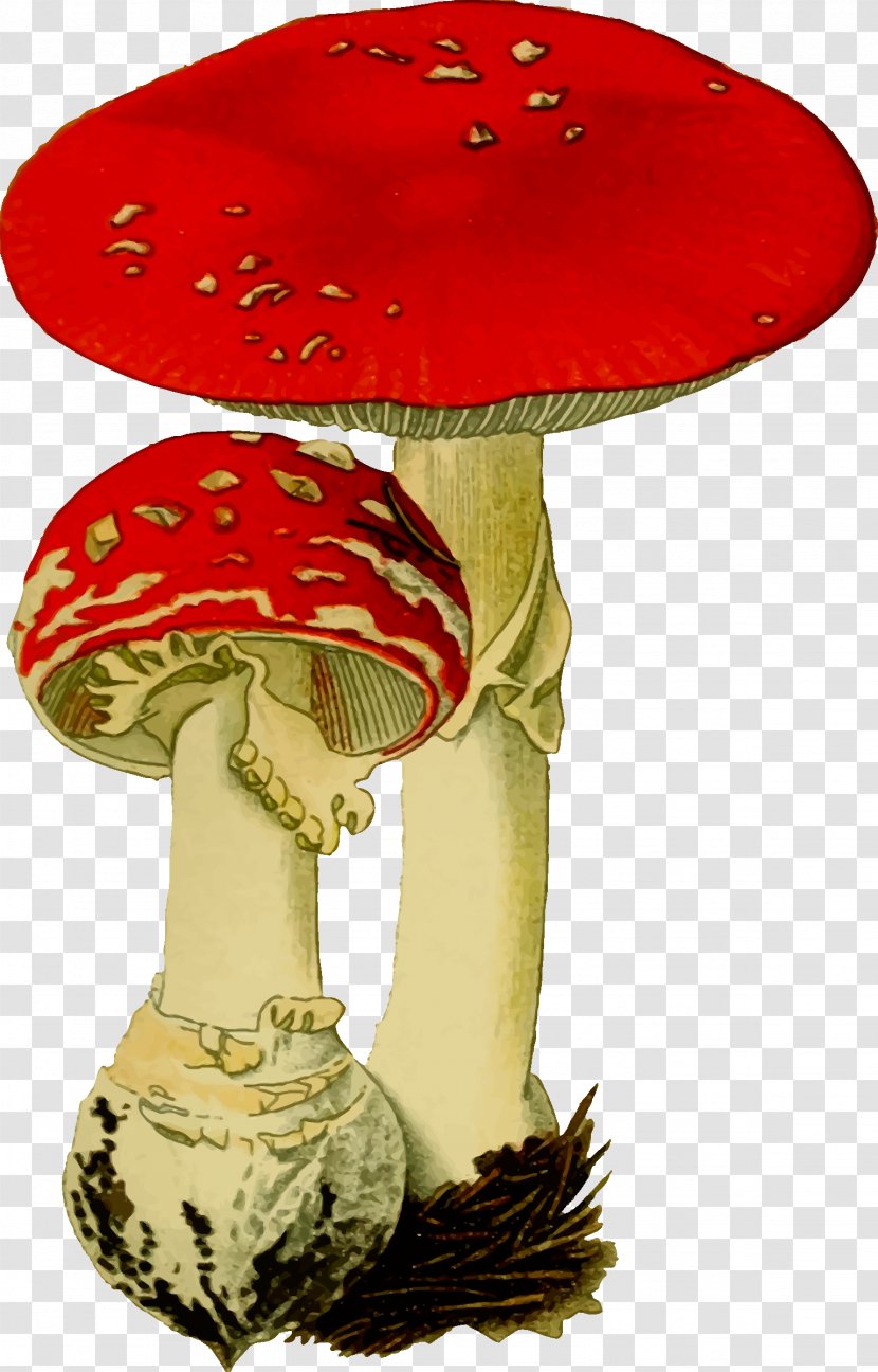 Amanita Muscaria Fungus Psilocybin Mushroom - Fungi Transparent PNG