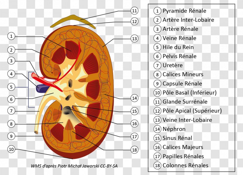 Kidney Excretory System Ureter Nephron Renal Hilum - Silhouette - Reins Transparent PNG