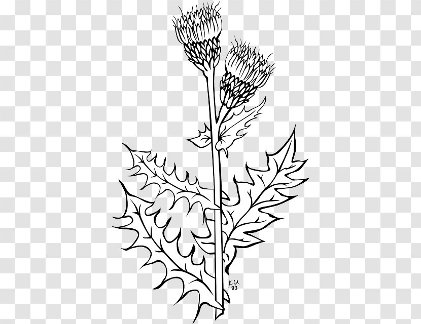 Creeping Thistle Spear Clip Art Drawing - Flora - Maize Plant Anatomy Transparent PNG