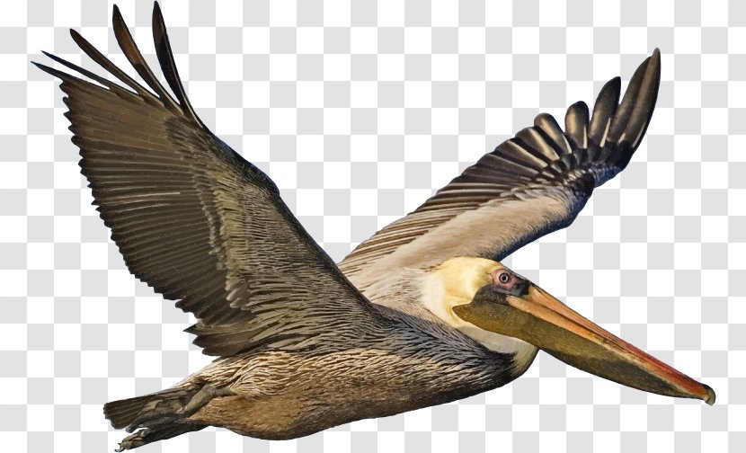 Bird Peruvian Pelican American White Eastern Brown - Feather - FLIGHT Transparent PNG