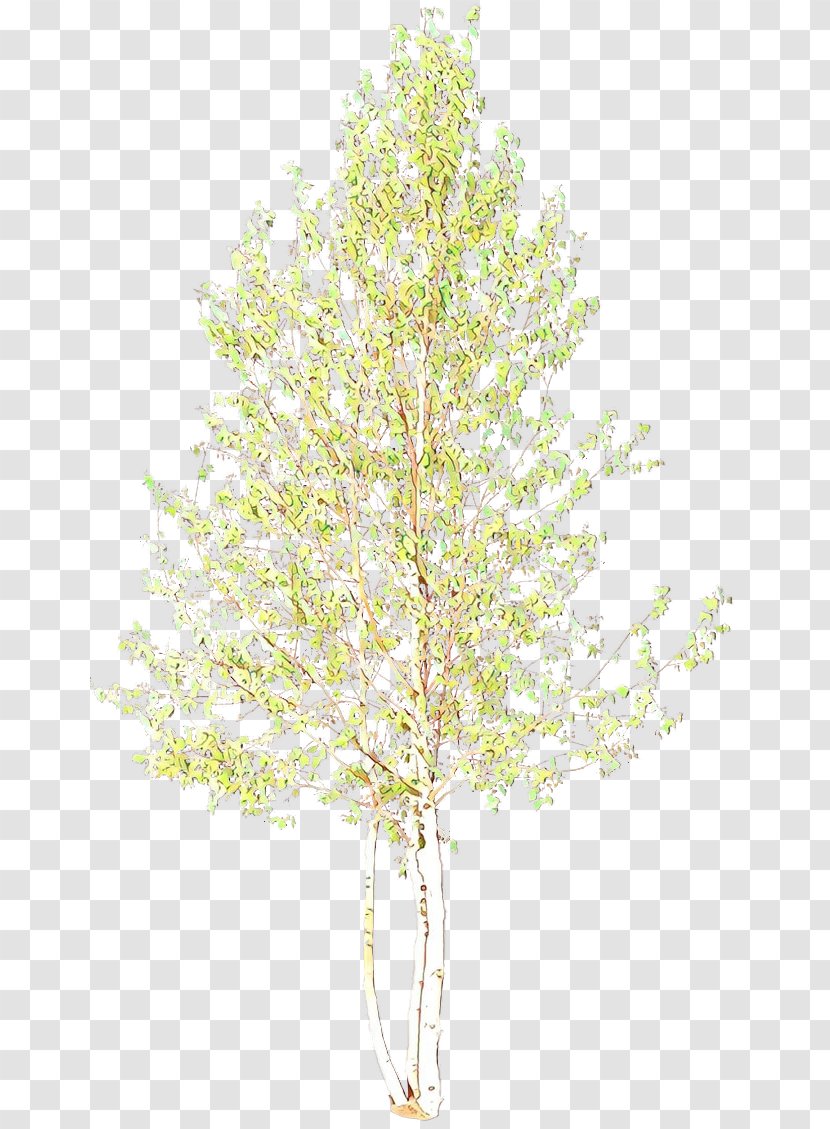 Birch Tree - Plant - Stem American Larch Transparent PNG