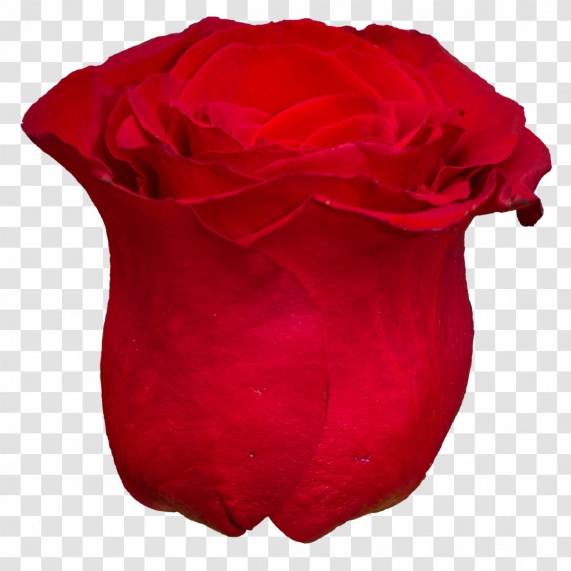 Centifolia Roses Red Petal Clip Art - Rose Order - Flower Transparent PNG
