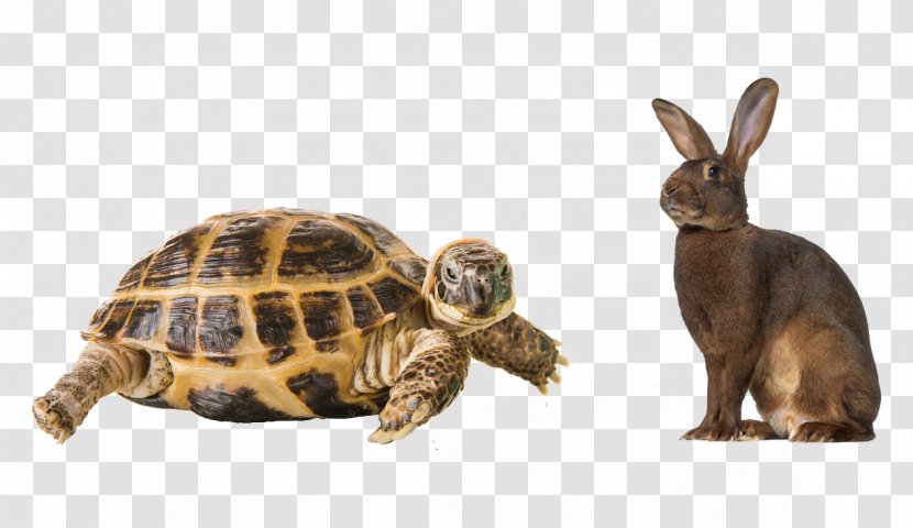 Box Turtles Stock Photography Tortoise - Hare - Turtle Transparent PNG
