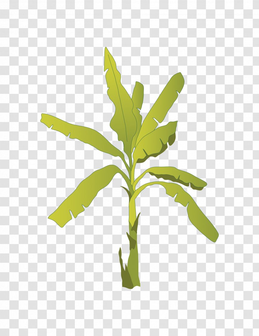 Fruit Tree Banana Image - Plant Transparent PNG