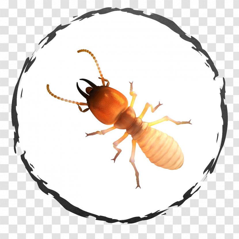 Cockroach Insect Termite Pest Control - Ant Transparent PNG