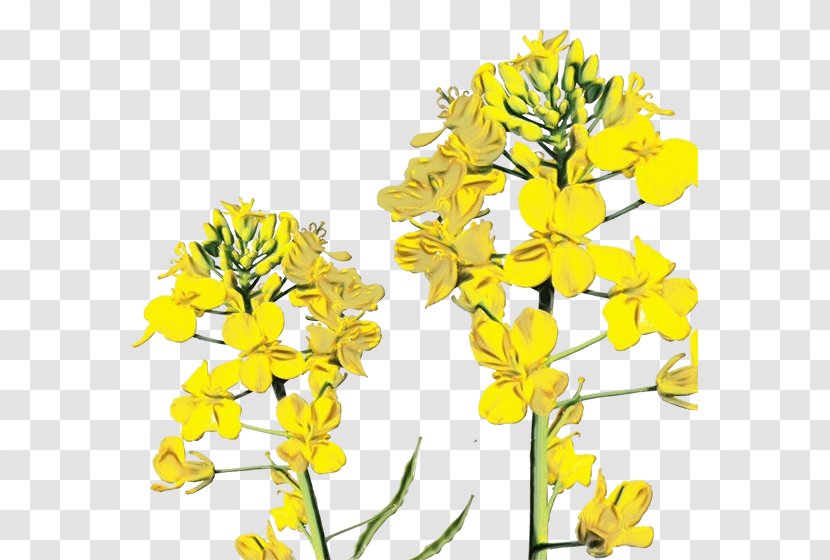 Flowering Plant Flower Rapeseed Yellow - Mustard Transparent PNG