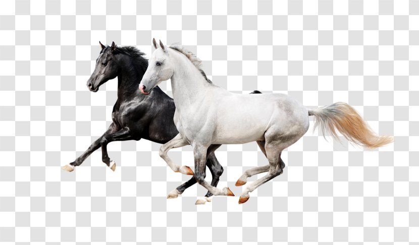 Horse Icon - Computer Graphics - Two Horses Transparent PNG