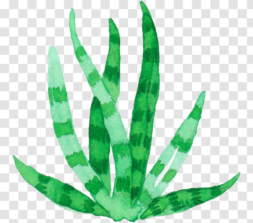 Aloe Vera Plant Watercolor Painting Euclidean Vector - Flowerpot - Green Fresh Transparent PNG