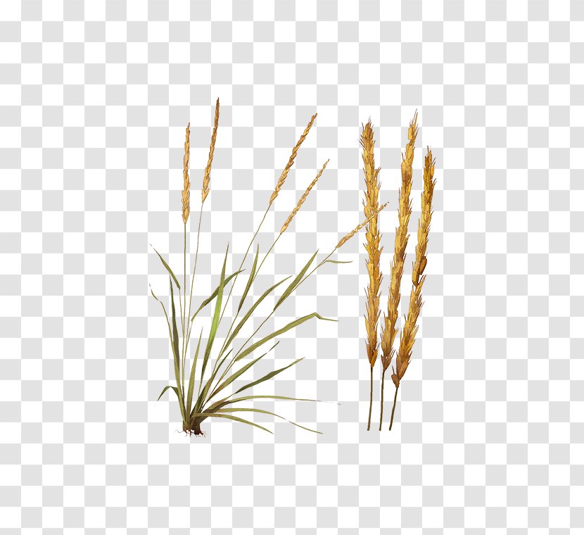 Feather Reed Grass Emmer Common Nature Hills Nursery Cereal - Transparent Transparent PNG