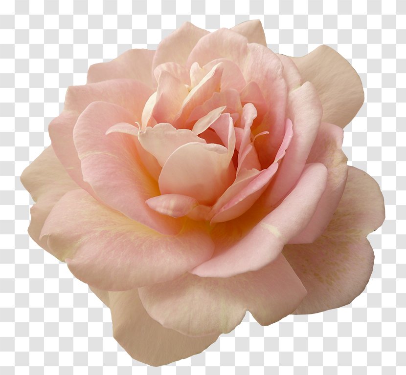 Pink Flowers Garden Roses - Flowering Plant - Rose Transparent PNG