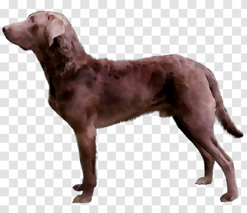 Chesapeake Bay Retriever Golden Dog Breed Limp - Mammal Transparent PNG