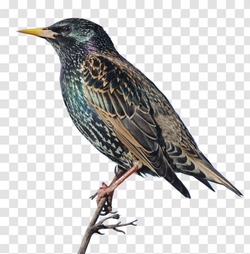 Common Starling Bird Sparrow Vogel Des Jahres Feather - Emberizidae Transparent PNG