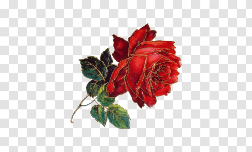 Flower Victorian Era Bokmxe4rke Antique - Fascinator - Painted A Big Red Peony Transparent PNG