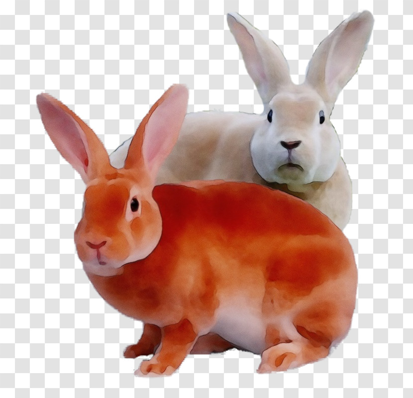 Hare Rabbit Snout Transparent PNG
