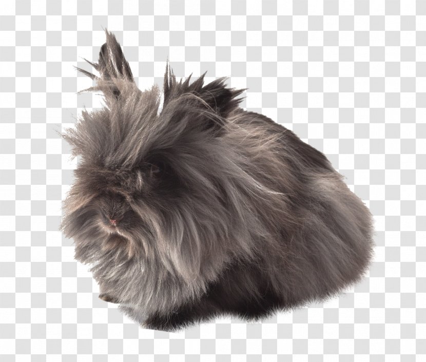 Domestic Rabbit Affenpinscher Fur Dog Breed Whiskers Transparent PNG