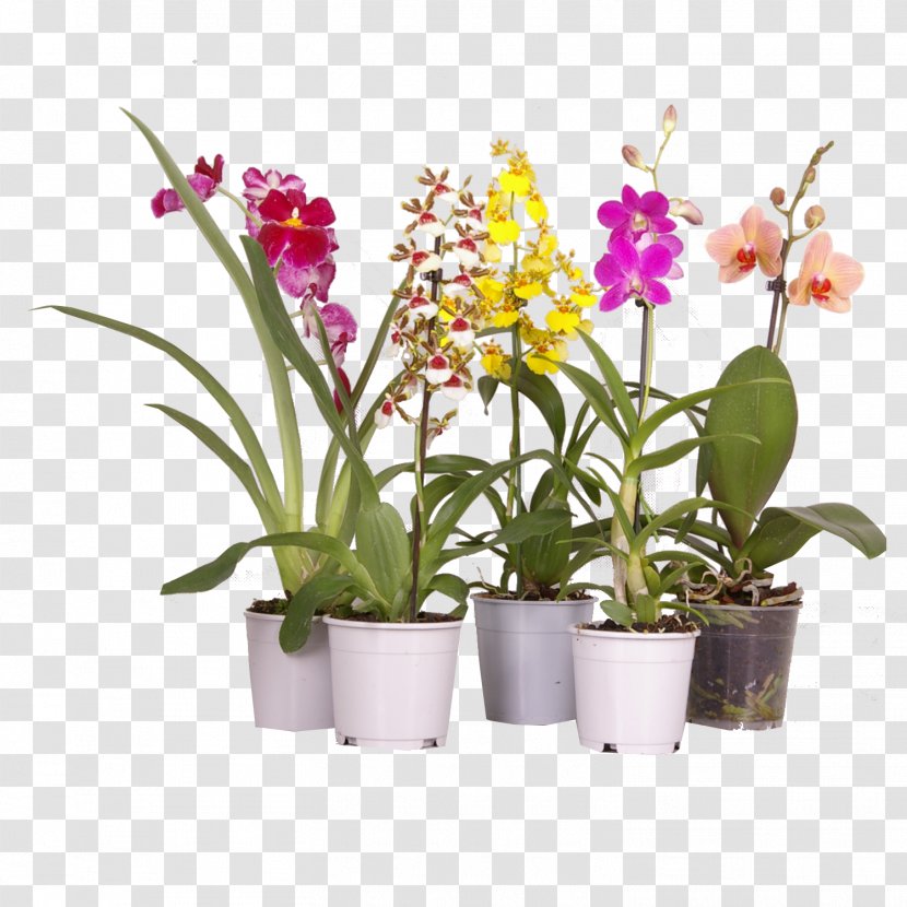 Moth Orchids Houseplant Dendrobium Cattleya - Plant Transparent PNG