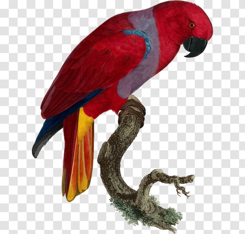 Clip Art Drawing Image Watercolor Painting - Bird - Christmas Parrot Transparent PNG