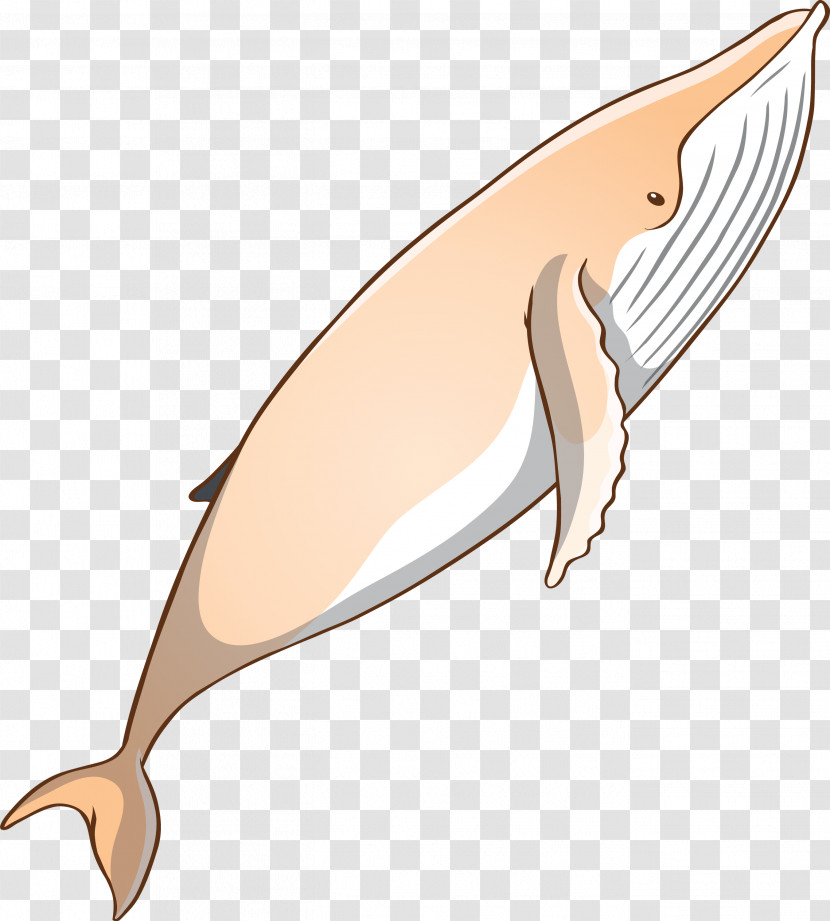 Bottlenose Dolphin Dolphin Cetacea Fin Blue Whale Transparent PNG