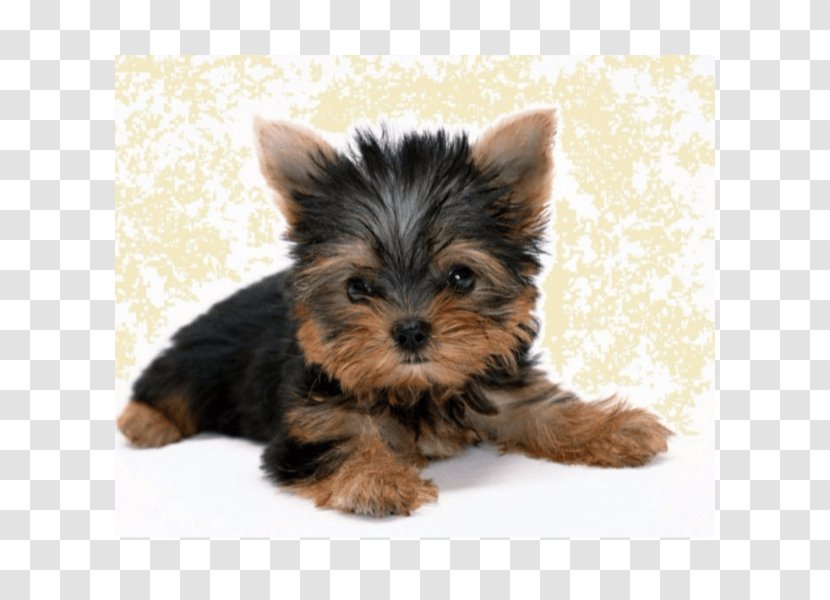 Yorkshire Terrier West Highland White Maltese Dog Puppy Boston - Vulnerable Native Breeds Transparent PNG