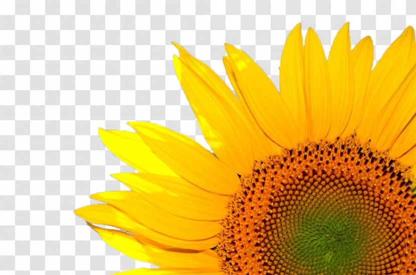 Renewable Energy Solar Thermal Power Resource - Flower - Sunflower Transparent PNG
