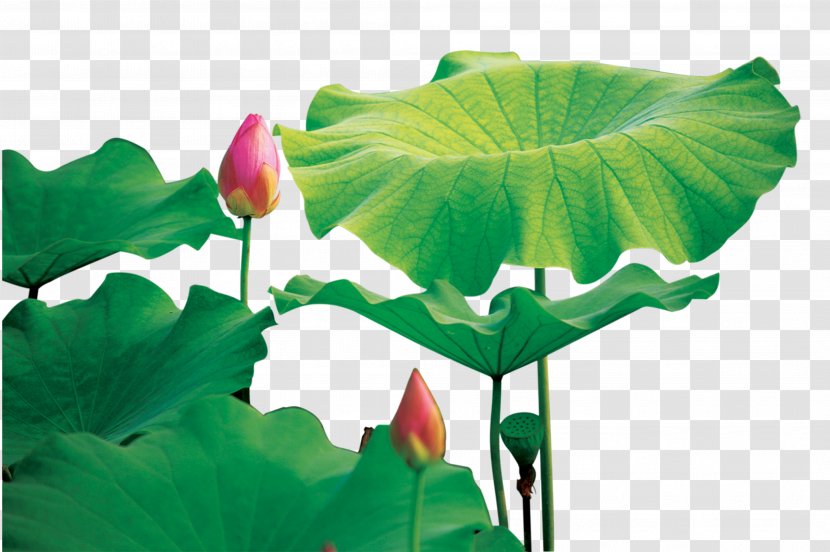 Fujian Wall Decal Sticker Mobile Phone - Mural - Lotus Transparent PNG