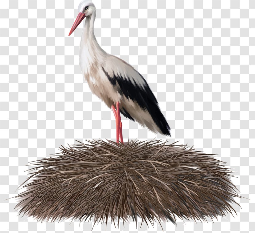 White Stork Bird Nest Crane - Royaltyfree Transparent PNG